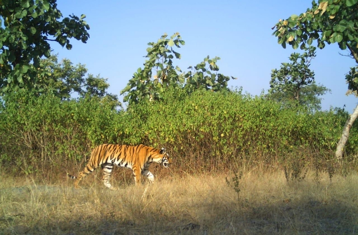Tiger Deaths In Maharashtra Continue With 11 Dead In Last Nine Months