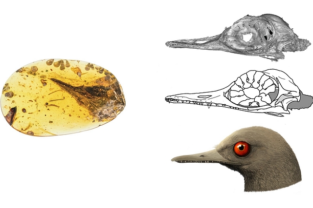 Smallest dinosaur--structure and form&nbsp;