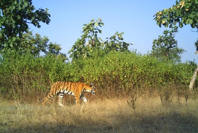 How Two Young Forest Officials Fought To Save Tigers, Including Tigress Avni’s Cubs