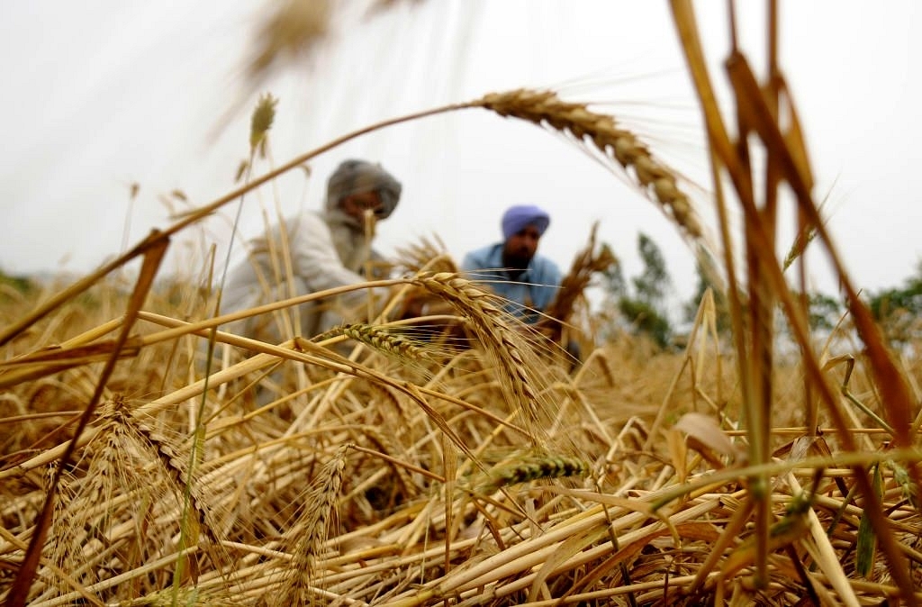 India Is Set To Harvest Record Wheat Crop This Year, But There’s Not-So-Good News