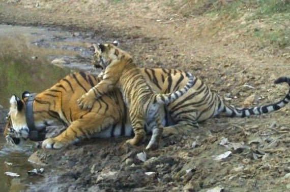 Sariska Reserve’s Tigress S-10 Seen Playing With A Cub, Has Given Birth After Two Years