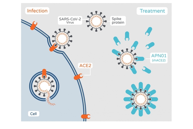 APN01 mode of action (Pic Via Apeiron Website)