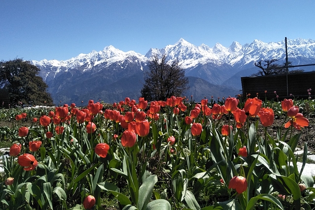 The tulip garden in Pithoragarh&nbsp;