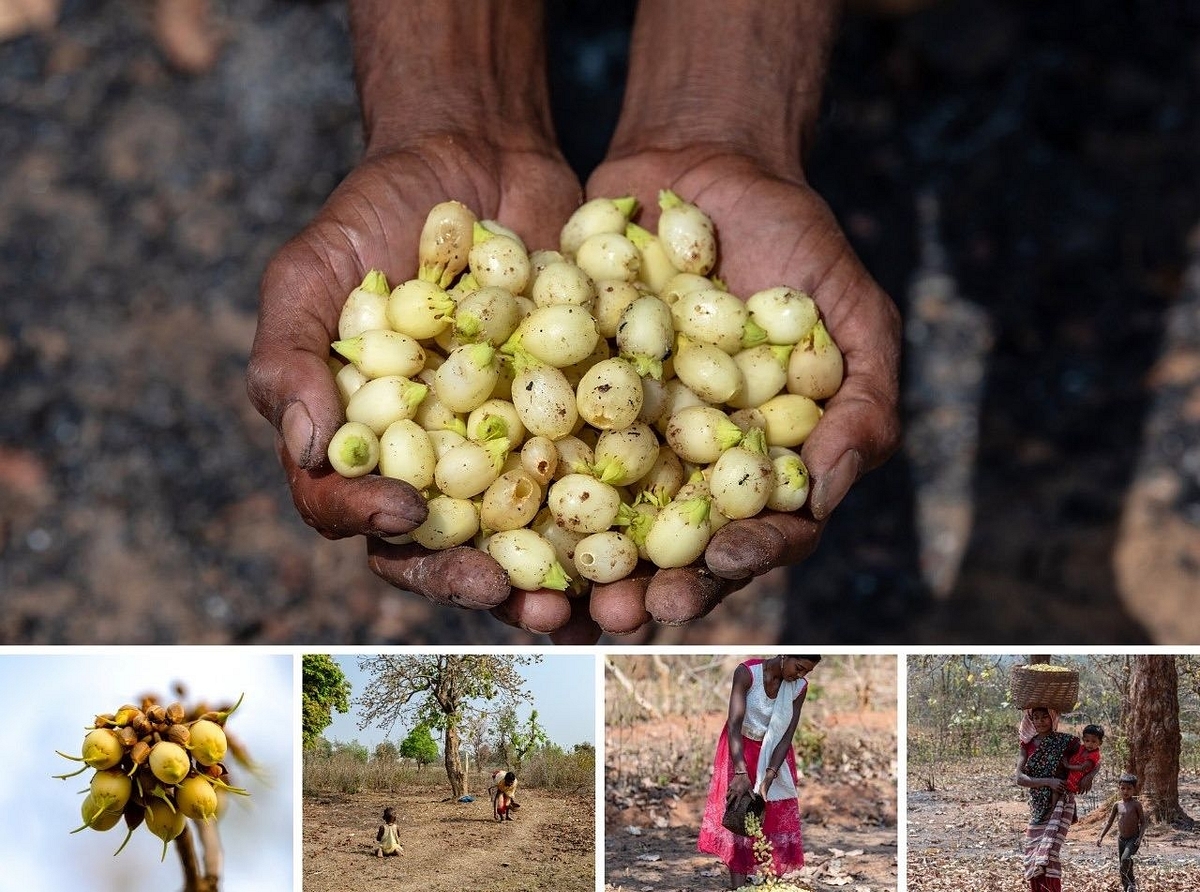A Chhattisgarh government feature of the mahua flower and the life around it.