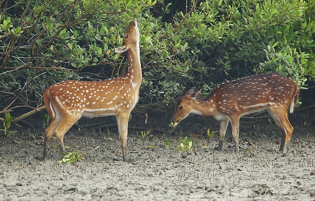 Spotted deer at Bhitarkanika National Park.