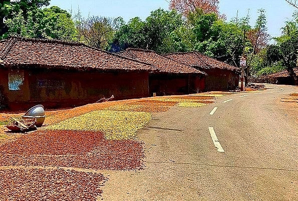 Mahua on the ground in Jashpur, Chhattisgarh.&nbsp;