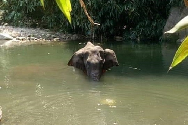 The pregnant elephant which was fed cracker laced pineapple (Pic via Twitter)