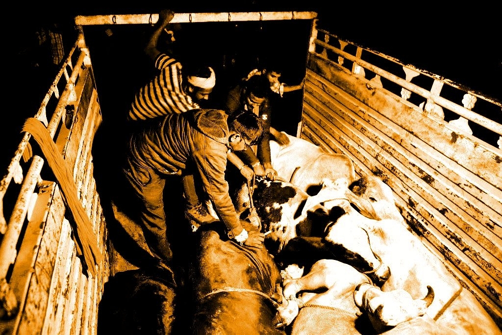 <i>Gau rakshaks </i>of Naval Kishore Sharma’s team in Ramgarh, Rajasthan. (Allison Joyce/Getty Images)