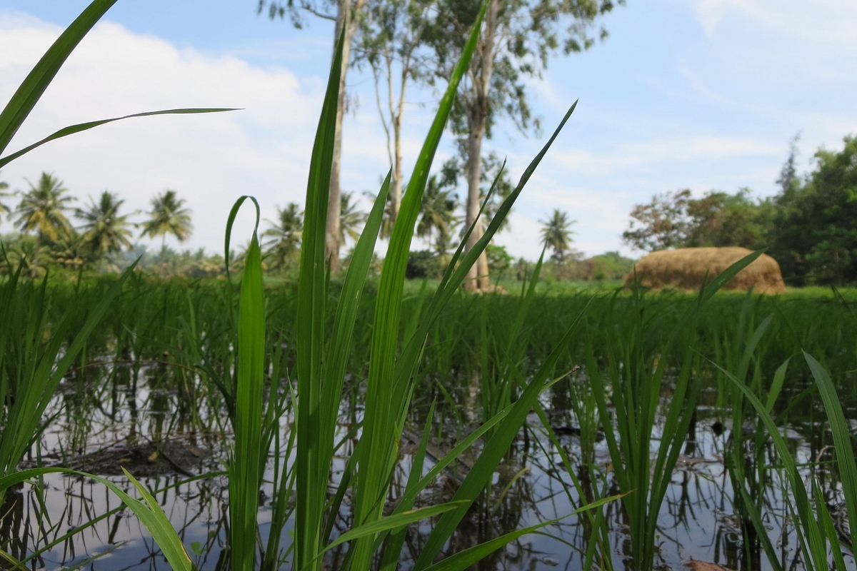 Farm Laws Impact: Reliance To Buy 1,000 Quintal Paddy From Raichur Farmers, To Pay More Than MSP