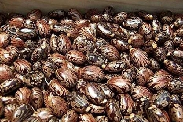 China Hunts For Castor Seeds In Indian Market; Domestic Crushers Want Exports Discouraged