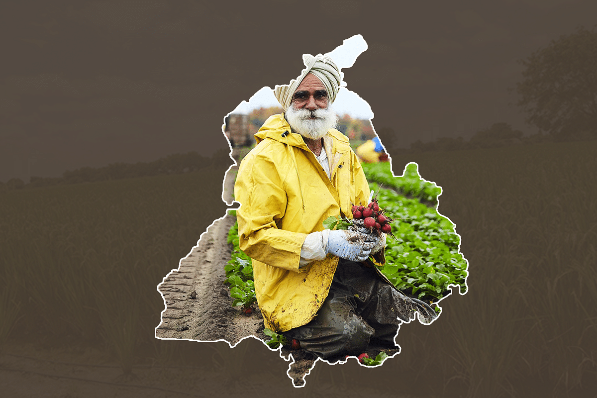 A farmer in Punjab. (Graphics: Swarajya)