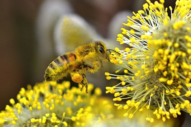 The park is an initiative to conserve pollinator species.