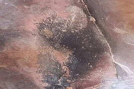 India’s First Fossil Of Earth’s Oldest Animal Found In Bhimbetka By Geological Survey Of India