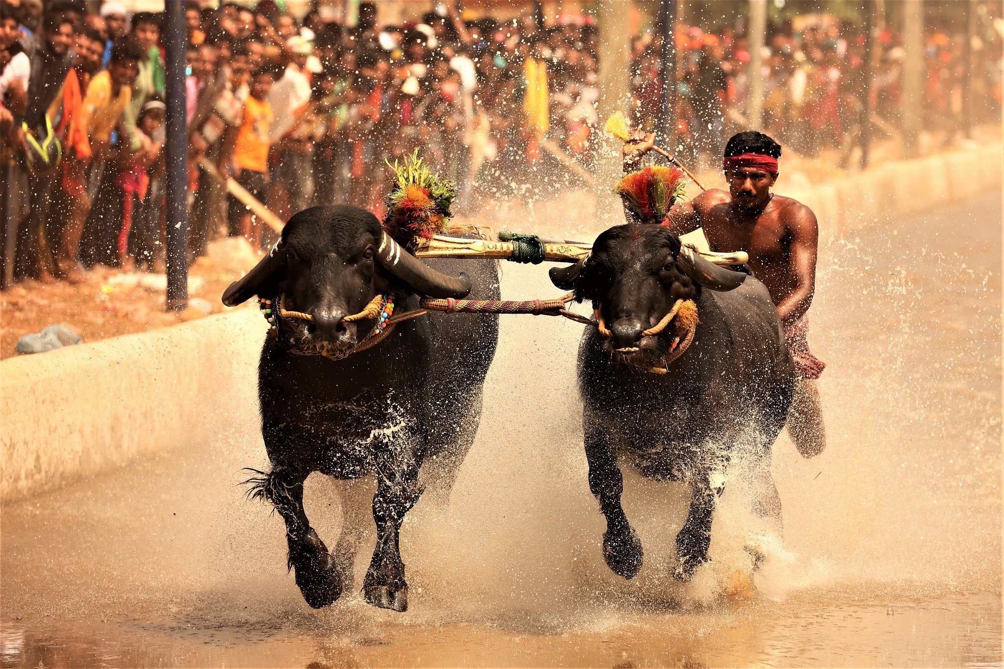 Karnataka High Court bans Kambala buffalo races for severe animal cruelty