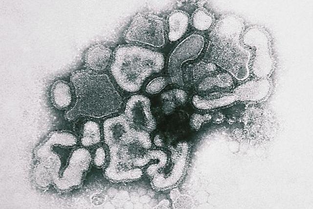 Like SARS-CoV-2, Spanish Flu-Causing Virus Also Mutated Several Times Before Fizzling Out 