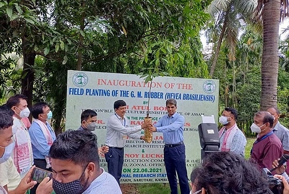 Plantation of GM rubber plant (Image credits: Twitter)
