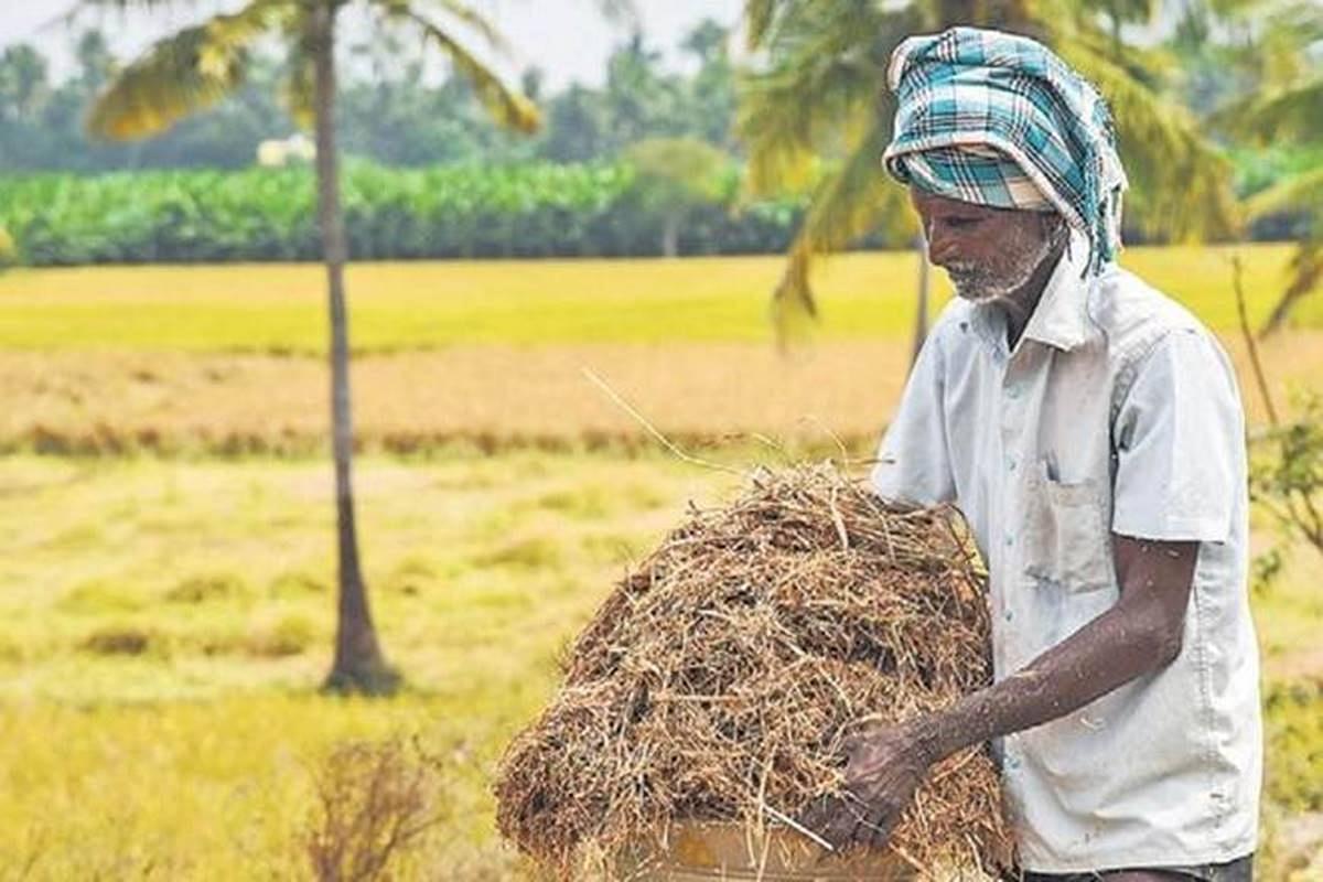Central Govt Spends 1.65 Lakh Crore To Purchase Record 874 Lakh Tonnes Of Paddy In Current Season: Report