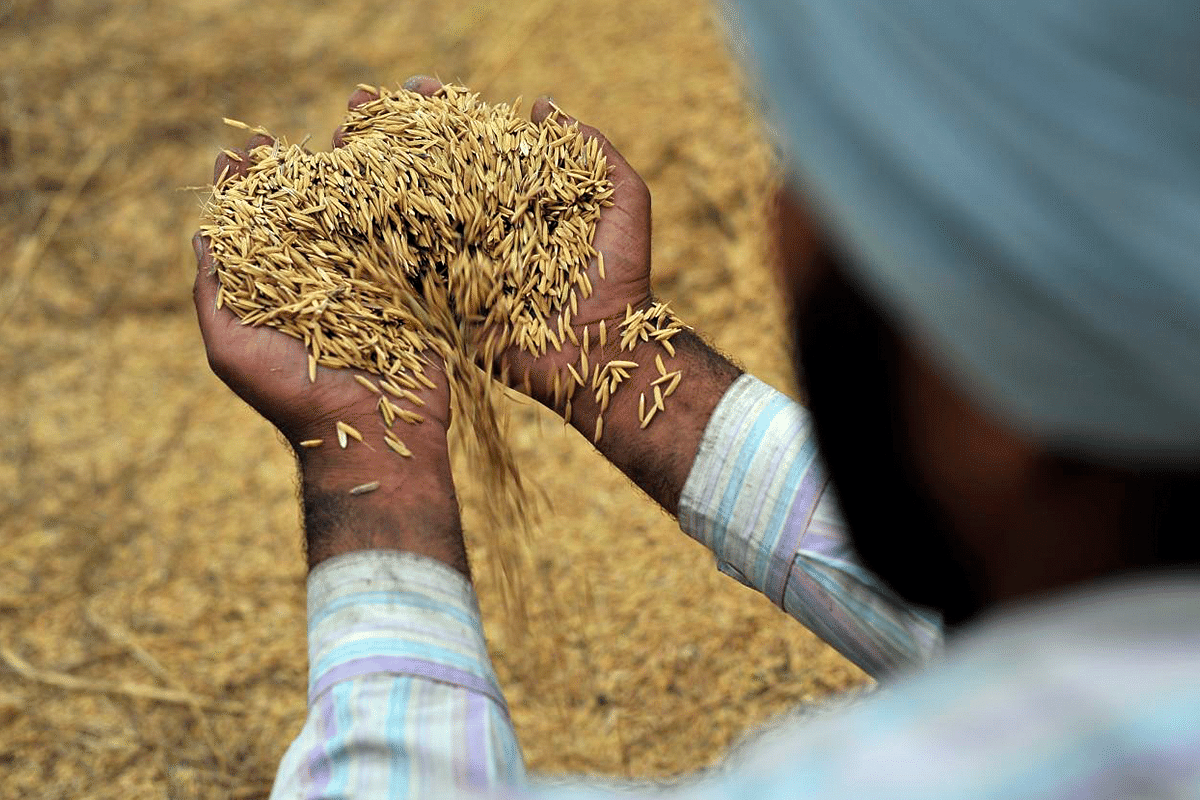 MSP Hike For Rabi Crops Announced: New Rate For Wheat Gives 100 Per Cent Returns To Farmers, Says Government 