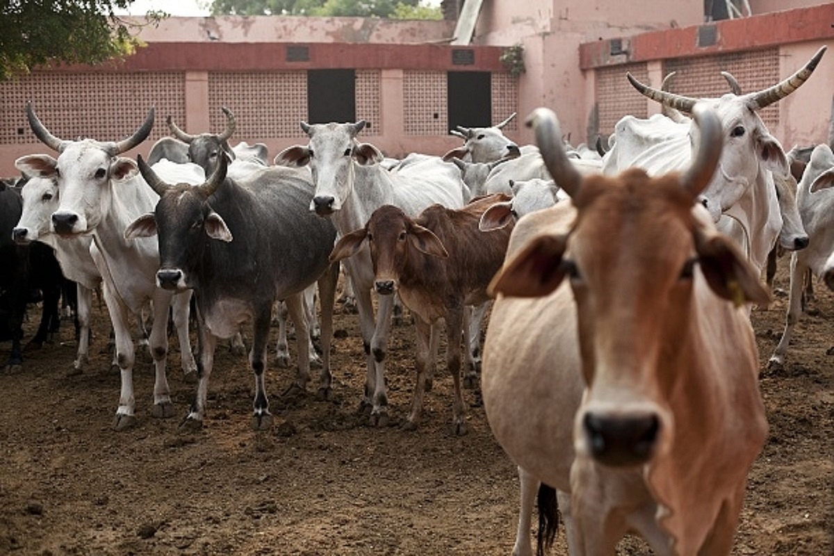 Maharashtra: Cops Attacked While Trying To Prevent Illegal Cow Slaughter In Palghar District