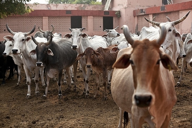 A herd of Cows (Photo by Allison Joyce/Getty Images)