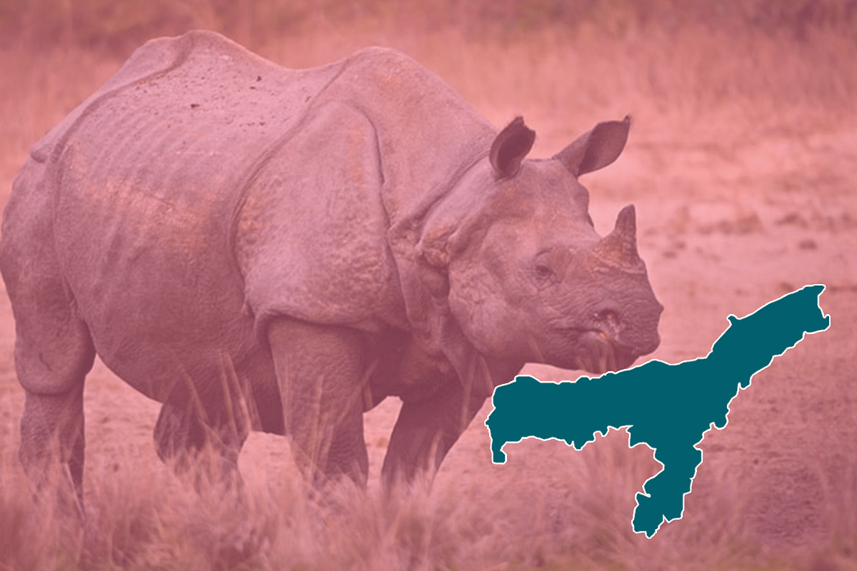 This Is How Assam Reduced Unabated And Mass Poaching Of Rhinos During Congress Rule To Just One Killing Last Year