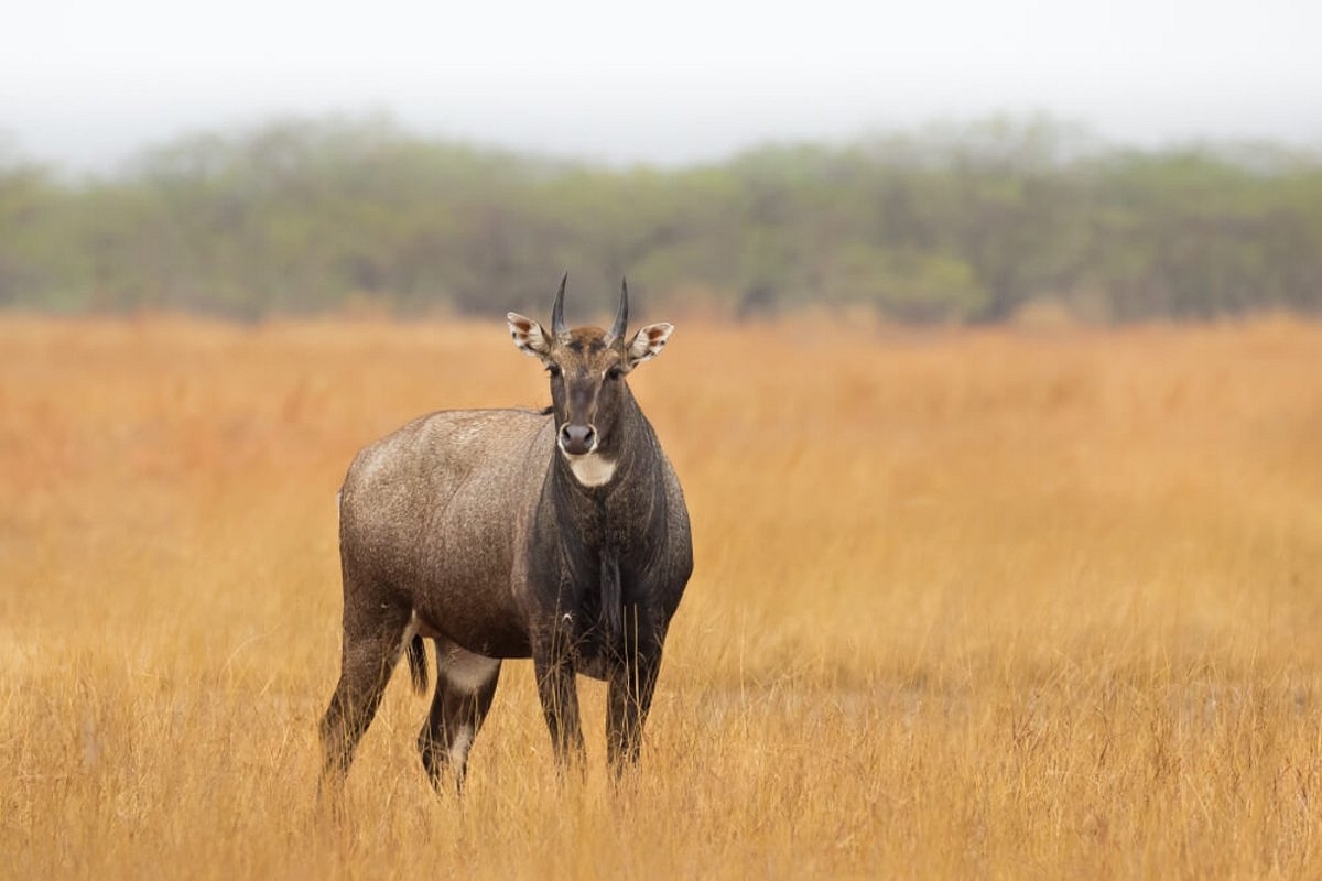 MP Forest Department Wants To Allow Killing Of Nilgai, Wild Boars Which Damage Crops