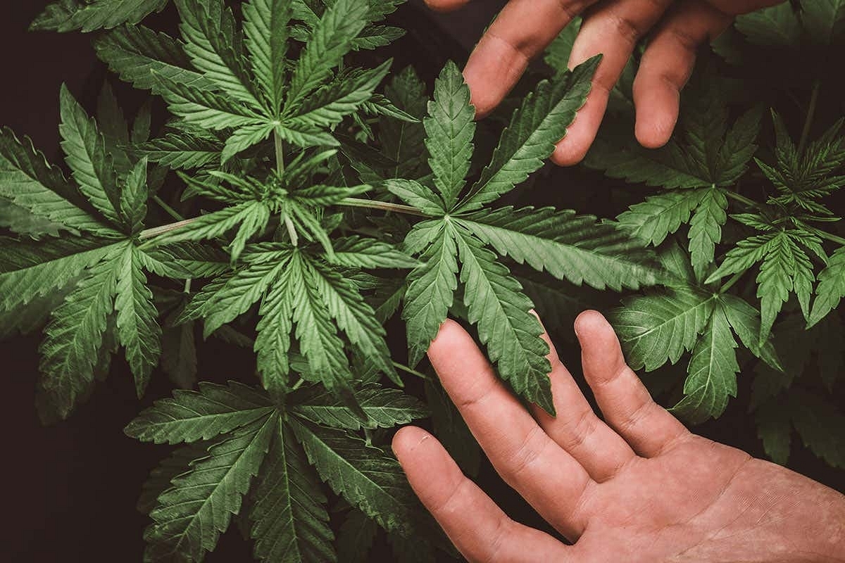 Himachal Pradesh Considers Legalising Cannabis Cultivation To Boost Revenue, Promote Medicinal Benefits
