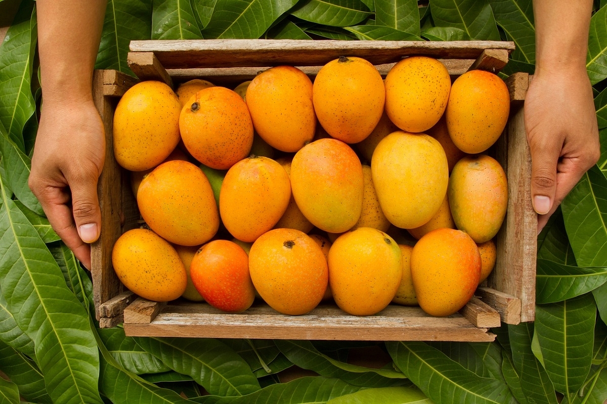 Shot In the 'Aam': Centre Secures Approval For Export Of Indian Mangoes To USA This Season