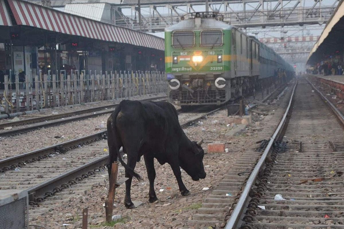 Cattle Menace Affecting Train Operation As Railways Witnesses Over 26,000 Cattle Run-Over Cases This Fiscal