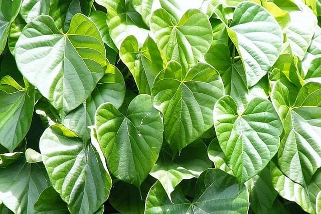 Ayurvedic Herb Guduchi Is Safe And Does Not Produce Any Toxic Effect, Misleading To Relate It To Liver Damage: AYUSH Ministry