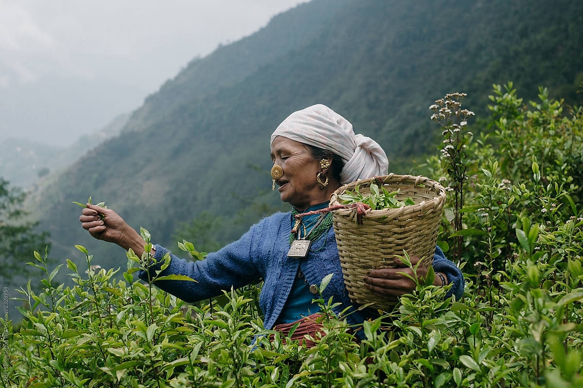 Tripura To Handover Abandoned Tea Gardens To Cooperatives
