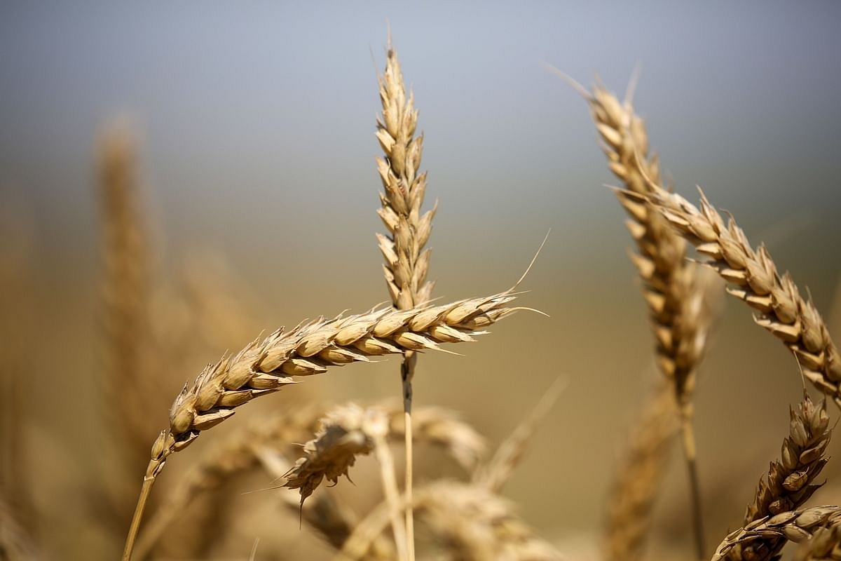 Agri Products Export Up By Over 25% In First 10 Months Of FY 2021-22: Govt To Lower House of Parliament 
