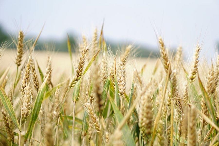 Governments Across The World Turn To Food Protectionism As Fuel, Food, Fertiliser Prices Go Through The Roof

