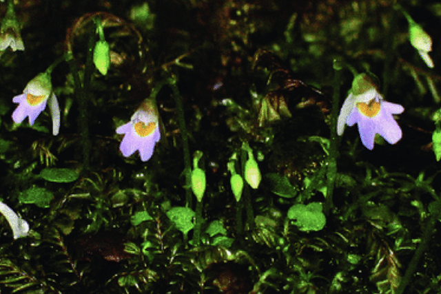 Utricularia Furcellata