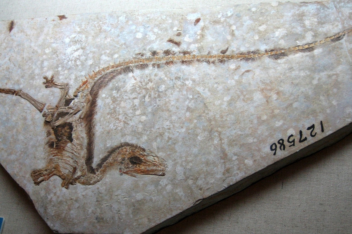 Sinosauropteryx fossil slab