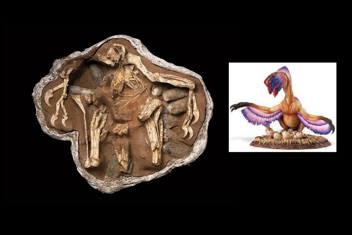 Oviraptor 83 million years ago: 'ya devi sarva bhuteshu Matru rupena ...' 
