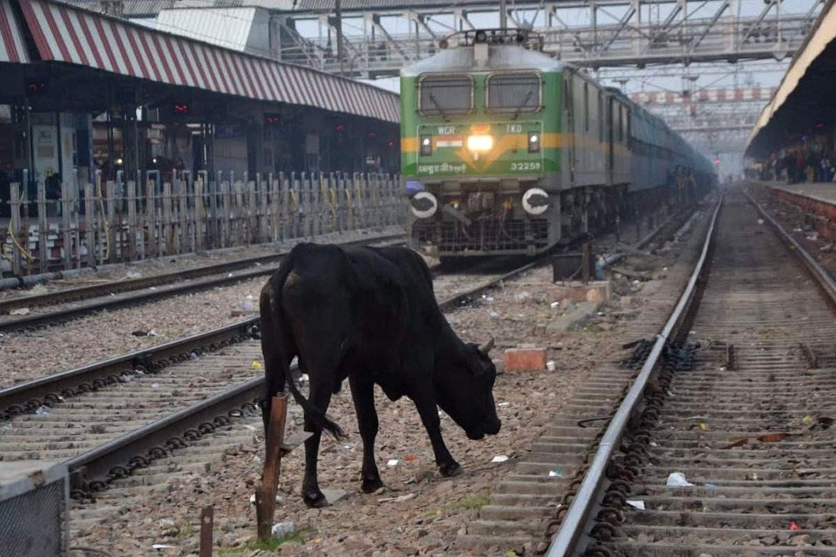 Stray Cattle Disrupt Schedule Of 990 Trains This Year