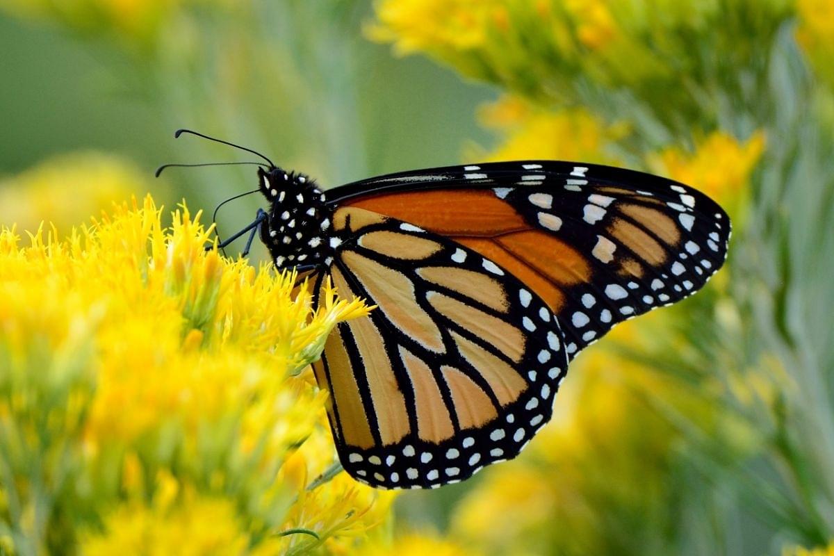 Migratory Monarch Butterflies Are Now Declared As 'Endangered' On IUCN's Red List