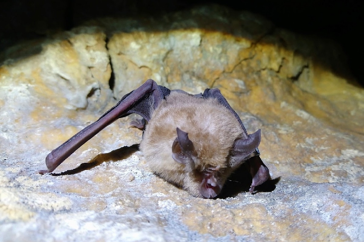 New COVID-Like Virus Found In Bats Could Infect Humans, Resist Vaccines: Study