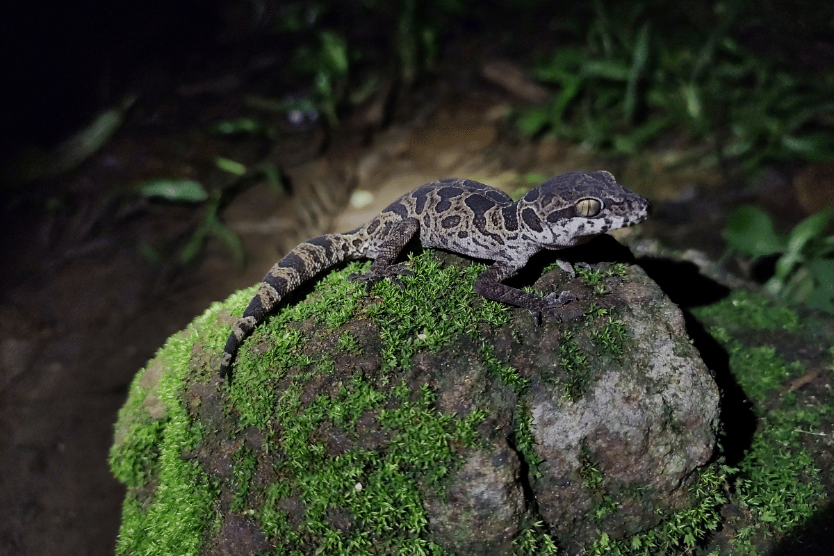 India’s Pitch For Greater Protection Of The Jeypore Hill Gecko From Trade Gets COP19 Backing