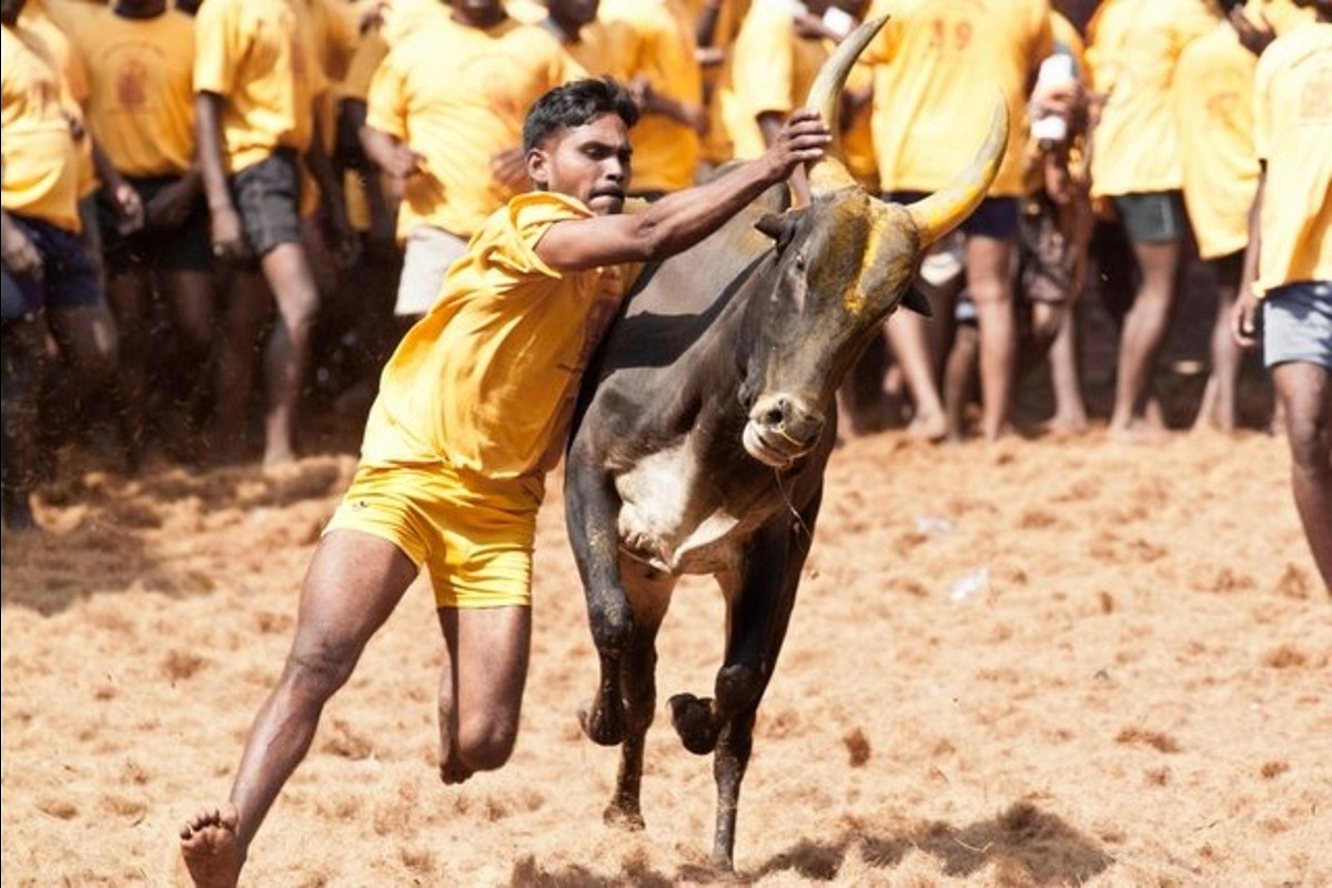 Tamil Nadu: Arvind Raj, 26 Year Old Bull Tamer Dies Due To Injuries At Jallikattu Event