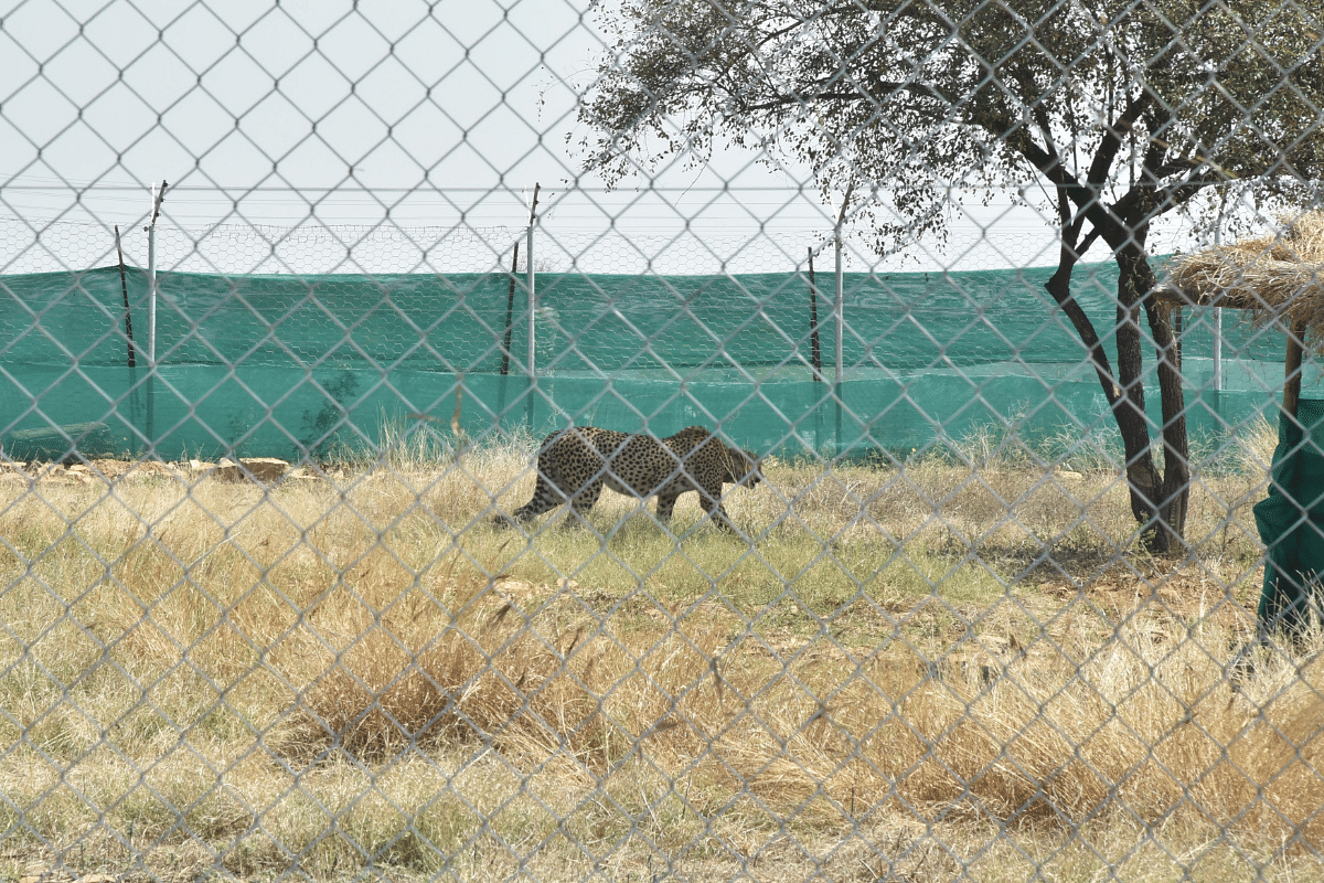 From South Africa To India, A Change Of Home For 12 Cheetahs Takes Kuno And India’s Cheetah Tally To 20