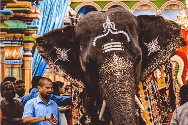 Temple Elephant (Representative Image)