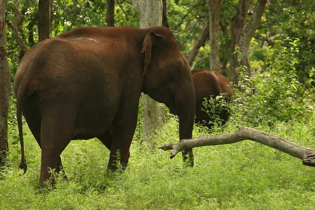 Fifth Case Of An Elephant Electrocuted To Death In Tamil Nadu — In March Alone