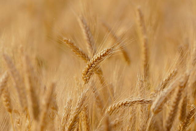 Haryana: Officials Estimate 20 Per Cent Loss In Wheat Production; Accurate Assessment Will Be Key