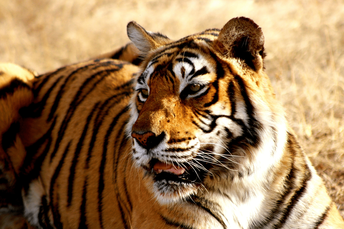 India's Tiger Numbers On The Rise; Population In 2022 Was 3,167, Up 6.7 Per Cent From 2018