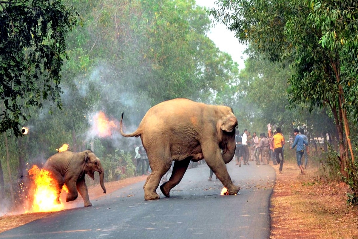 Human-Elephant Conflict: Can Rs 500 Crore Rail Barricading Project In Karnataka Fix This Problem?