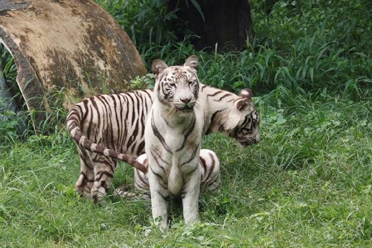National Zoological Park Celebrates First Birthday Of White Tigress Sita's Twin Cubs, Avni And Vyom 