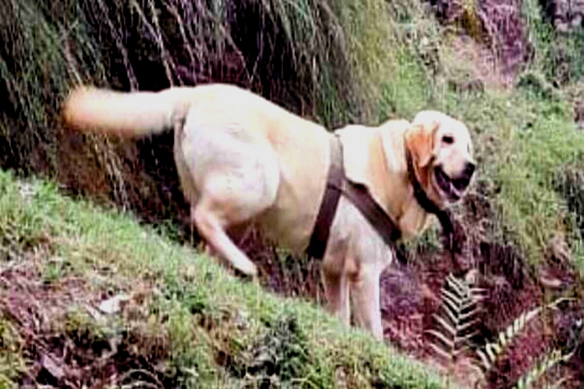 Jammu & Kashmir: Army Dog 'Kent' Heroically Gives Her Life To Save Soldiers During Encounter