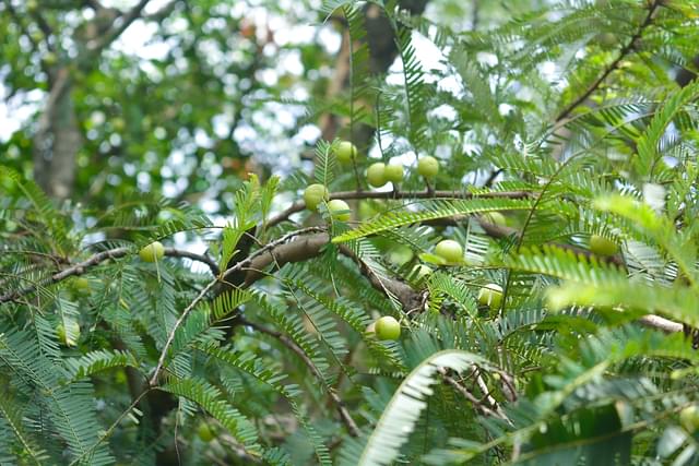 Unlocking Amla's Genetic Secrets: In A First, IISER Bhopal Decodes Indian Gooseberry's Genome